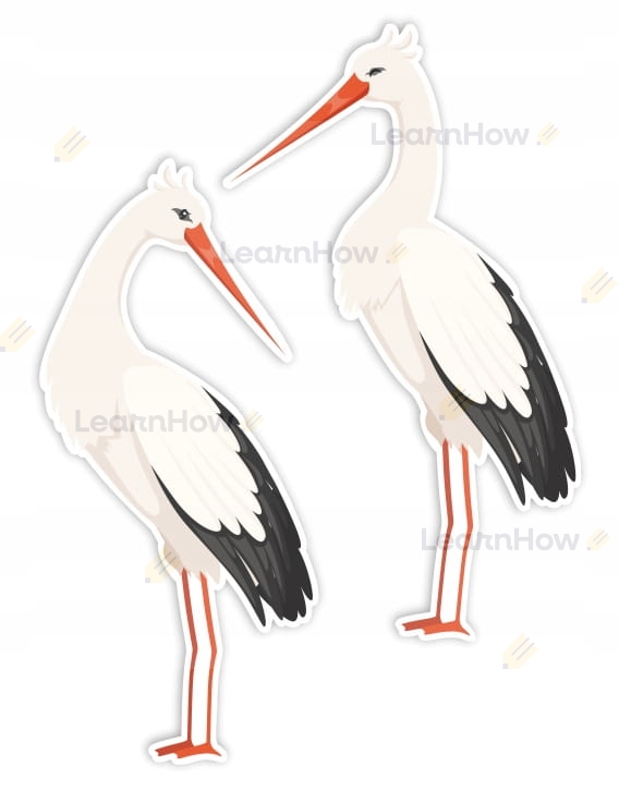 BOCIANY - 2 szr.jpeg